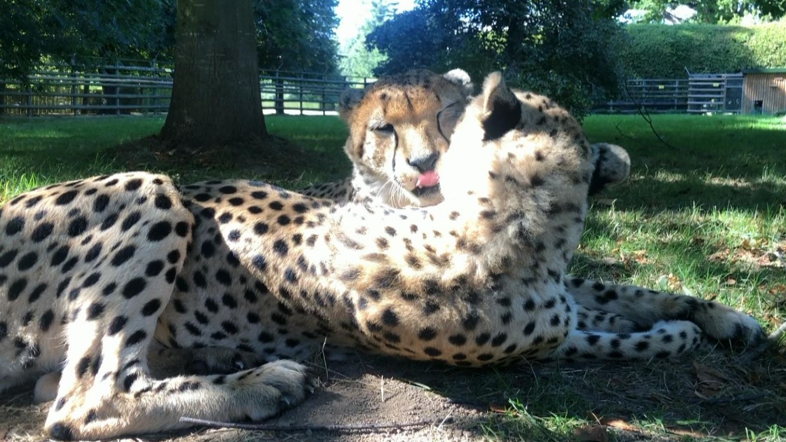 skynews-cheetah-kent-south-africa_4914298.jpg?bypass-service-worker&20200208020020
