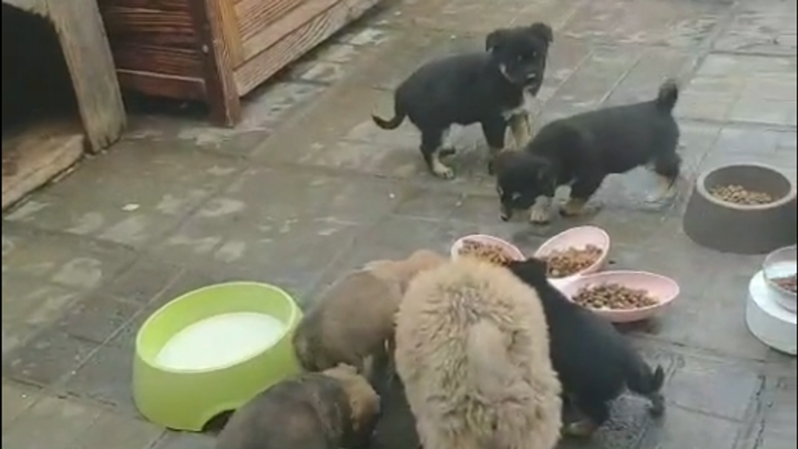 Anak-anak anjing ini diselamatkan di Zhengzhou, provinsi Henan.