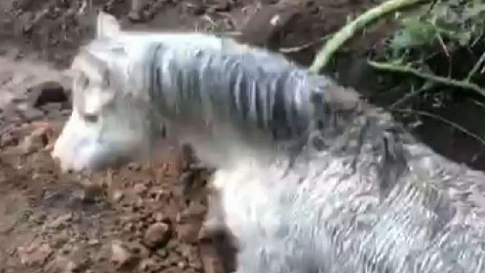 Flo the pony rescued from 12ft hole 