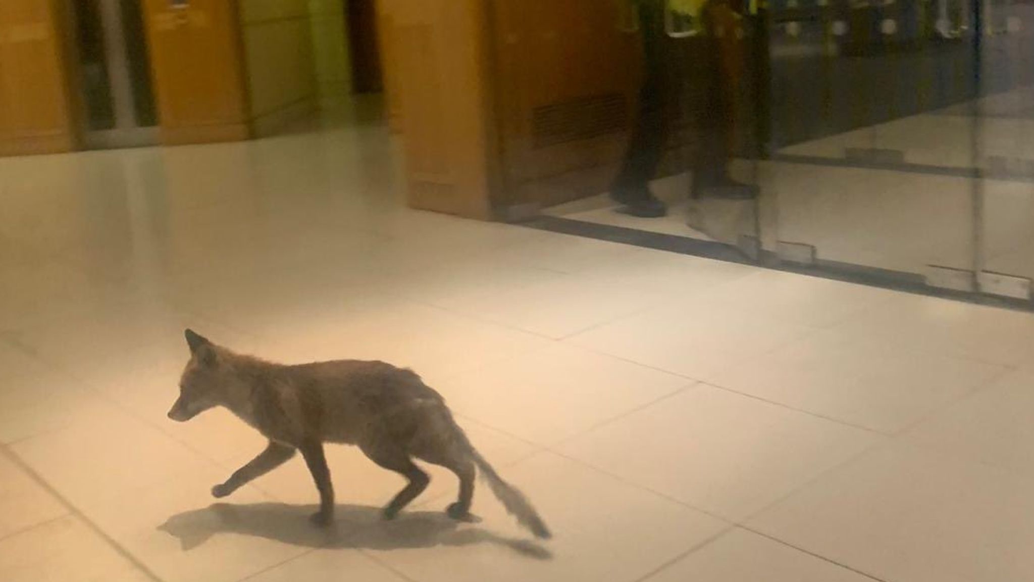 Fox Causes Havoc After Breaking Into Parliament Politics News