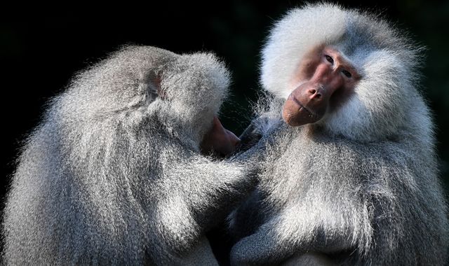Baboons 'go bananas' after escaping from medical facility in Sydney