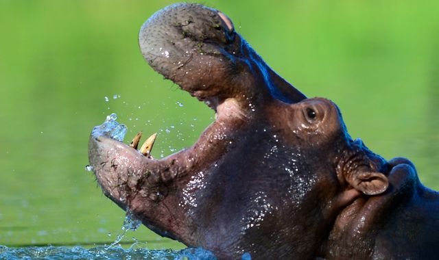 Hippos linked to Pablo Escobar spark concern among residents in Colombian town