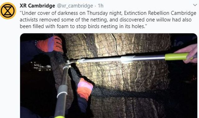 Extinction Rebellion tear down anti-bird nets at Cambridge University