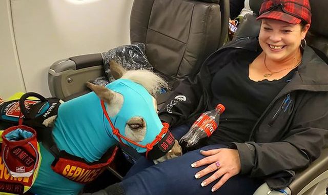 Miniature horse called Fred travels first class on American Airlines flight
