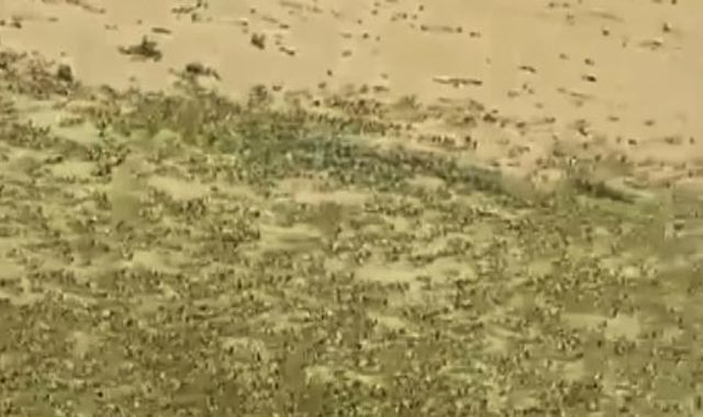 Locust swarms: UN says 13 million people in East Africa could face food crisis