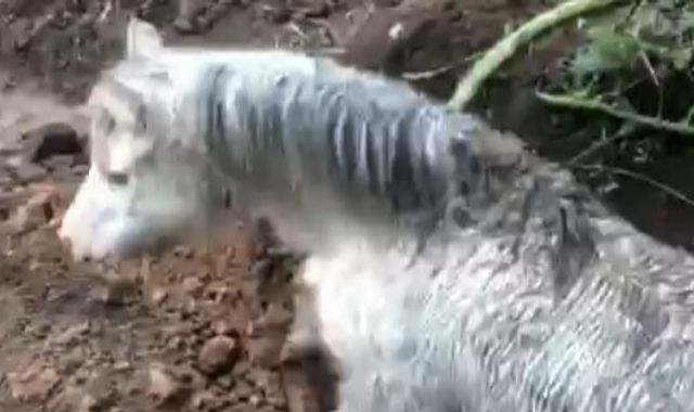 'It's a miracle we got her out': Flo the pony rescued from 12ft hole