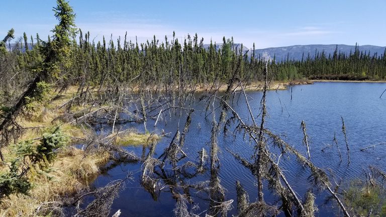 Trees struggle to remain upright in a lake formed by abrupt permafrost thaw. Credit: David Olefeldt