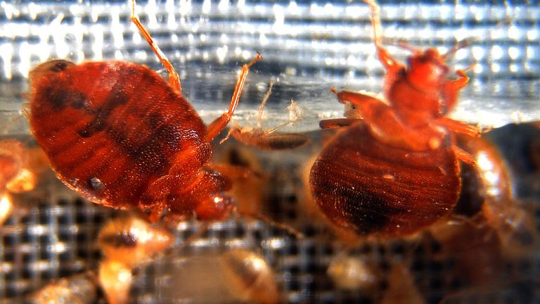 France Launches Bed Bug Campaign With Emergency Hotline World News Sky News