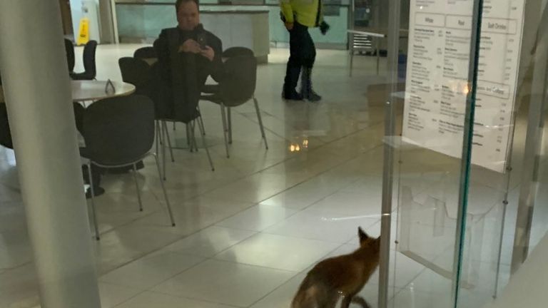 Fox spotted near one of the cafes in Portcullis House, parliament