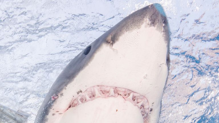 Great White Sharks seasonally gather off the coast of Guadalupe Island