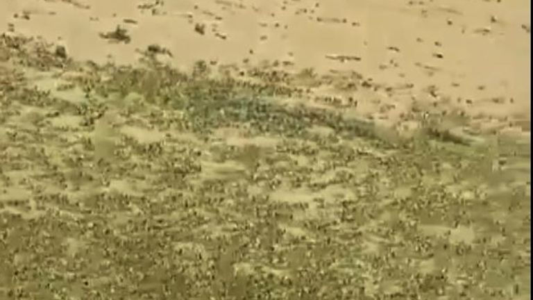 Locust swarms threaten the food security of 13m people, the UN said. Pic: @ifrc