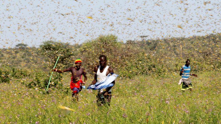 Samburu men attempt to fend-off a swarm of desert locusts flying over a grazing land in Lemasulani village, Samburu County, Kenya