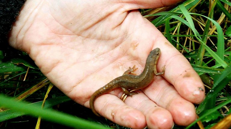 Newts are among the species which have been spotted earlier than normal