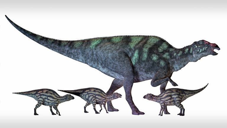 Maiasaura is a large duck-billed dinosaur that lived in North America in the Cretaceous Era shown here with several hatchlings.Eggshells from the large, duck-billed dinosaur Maiasaura yielded a temperature of 44 degrees Celsius (111.2 degrees Fahrenheit)