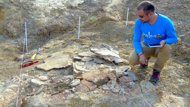 Colombian paleontologist Edwin Cadena is seen taking notes on one of the male specimens of Stupendemys geographicus during fieldwork in 2016