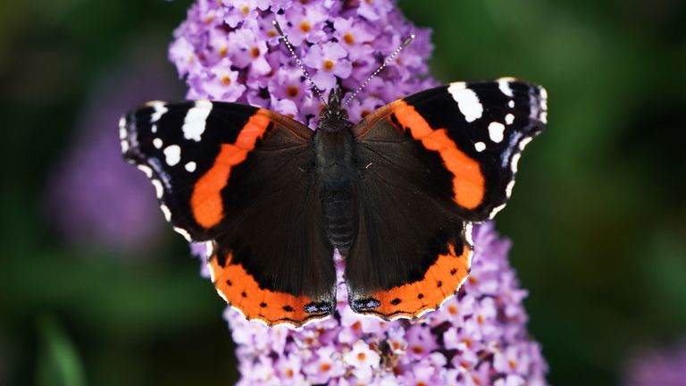 A red admiral butterfly is thought to have woken early in the Channel Islands