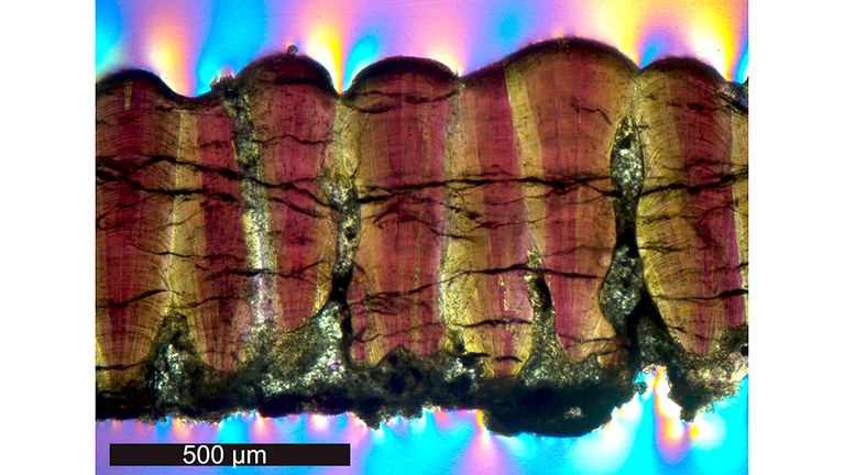 An eggshell cross-section shows mineral growths. Pic: Robin Dawson