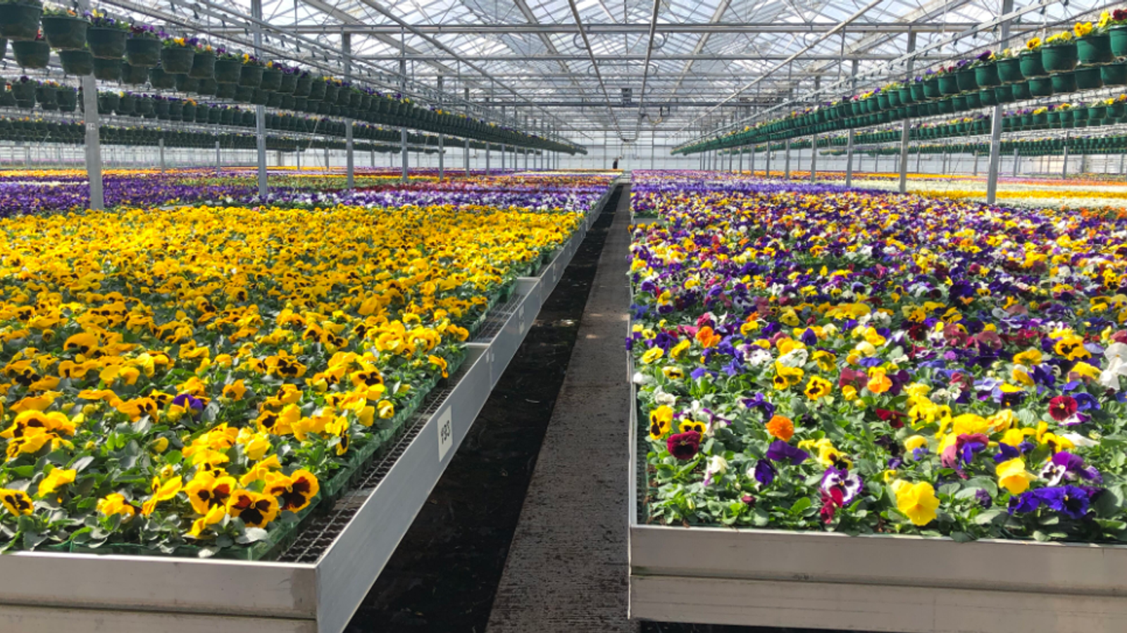 Coronavirus lockdown leaves third of 'ornamental growers' facing ruin ...