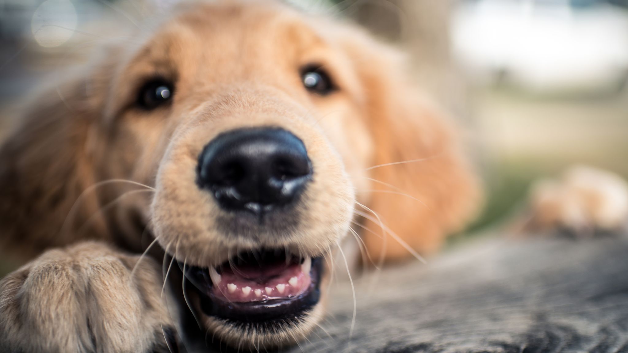 dog snout