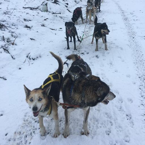 Scottish dog-sledding centre to close after climate change 'crucified' business
