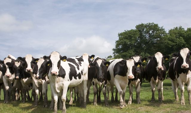 Man, 82, dies after being attacked by herd of cows in North Yorkshire