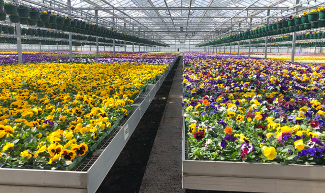 Coronavirus lockdown leaves third of 'ornamental growers' facing ruin