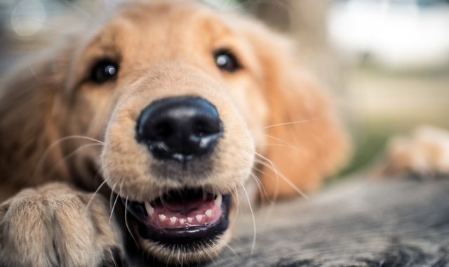 Secret behind dogs' cold noses revealed by scientists