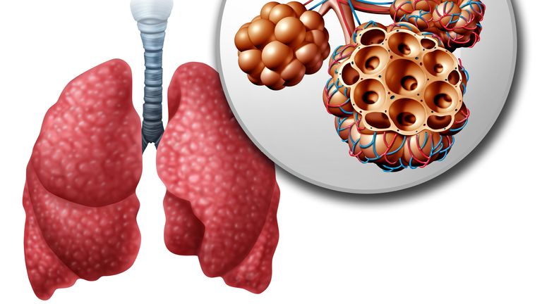 Which covid-19 attack organ will virus Scientists Uncover