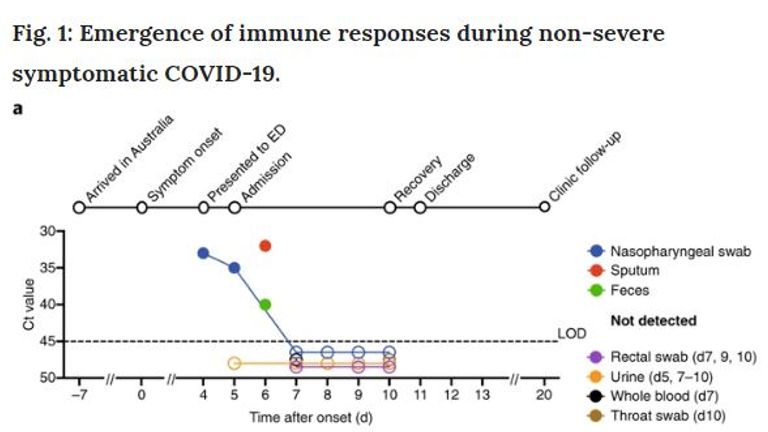 The team mapped the progress of the immune response Pic: Doherty Institute, Melbourne