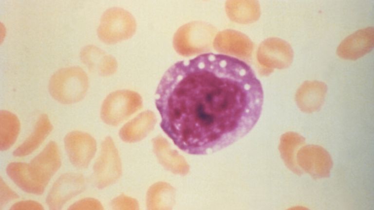 The team was able to track the development of white blood cells (file pic)