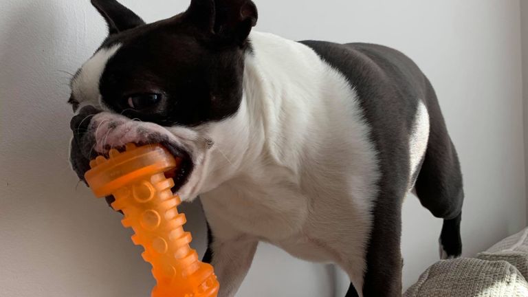 Lola the Boston Terrier from Enfield thought she&#39;d love lockdown - but it&#39;s getting boring