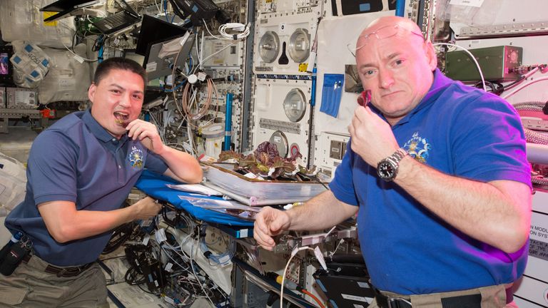 Astronauts Scott Kelly and Kjell Lindgren taste the lettuce grown onboard the ISS in August 2014. Credit: NASA