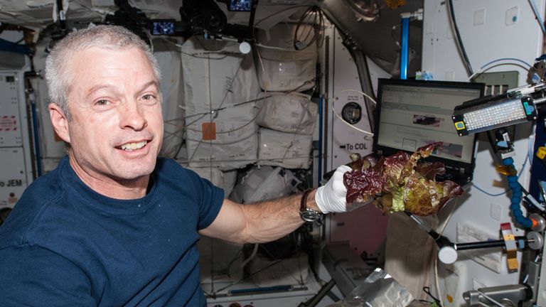 Astronaut Steve Swanson harvests some of the crop in June 2014. Credit: NASA