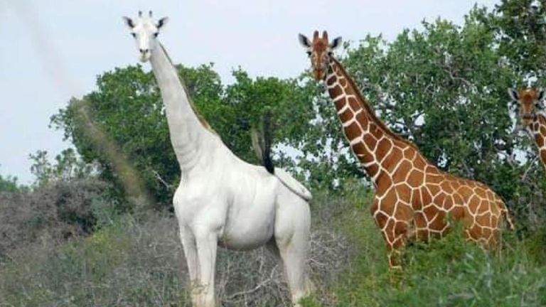 Image result for white giraffe