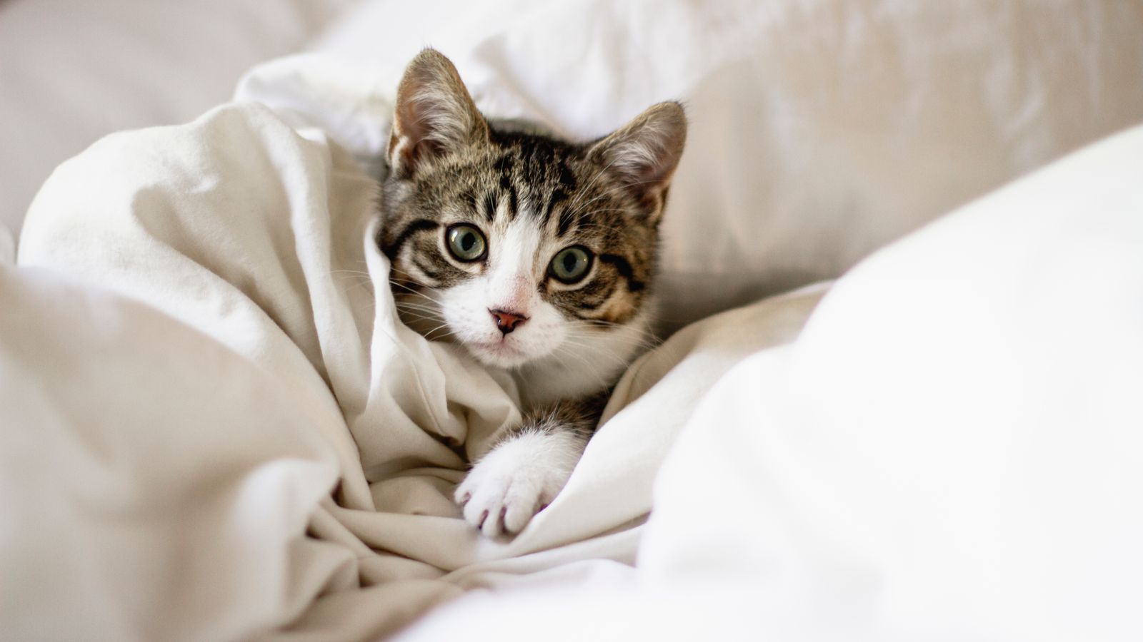 Coronavirus Cat owners crash vet website over COVID19 fears UK News
