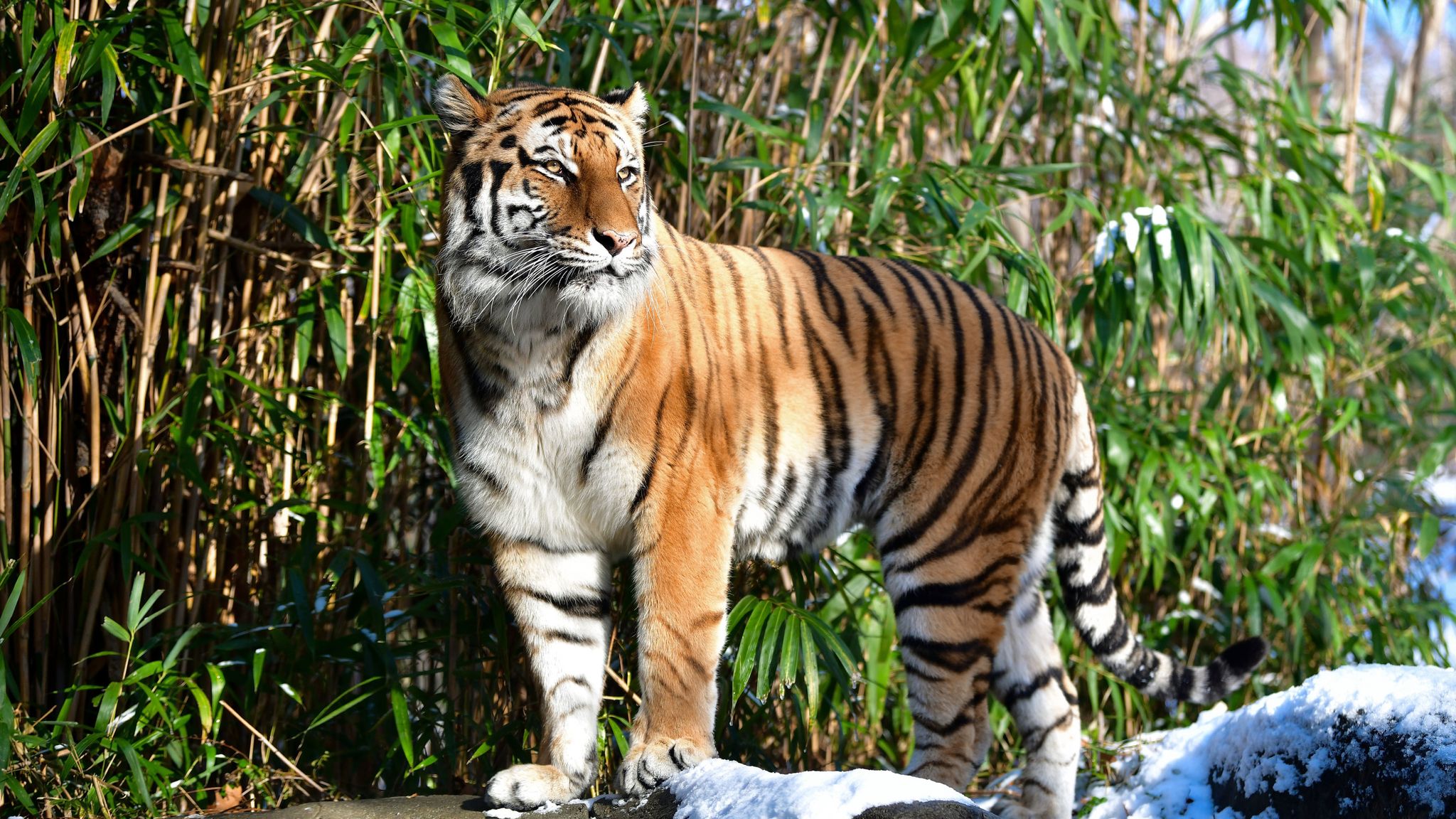 Tiger at NYC zoo tests positive for coronavirus; Audubon steps up