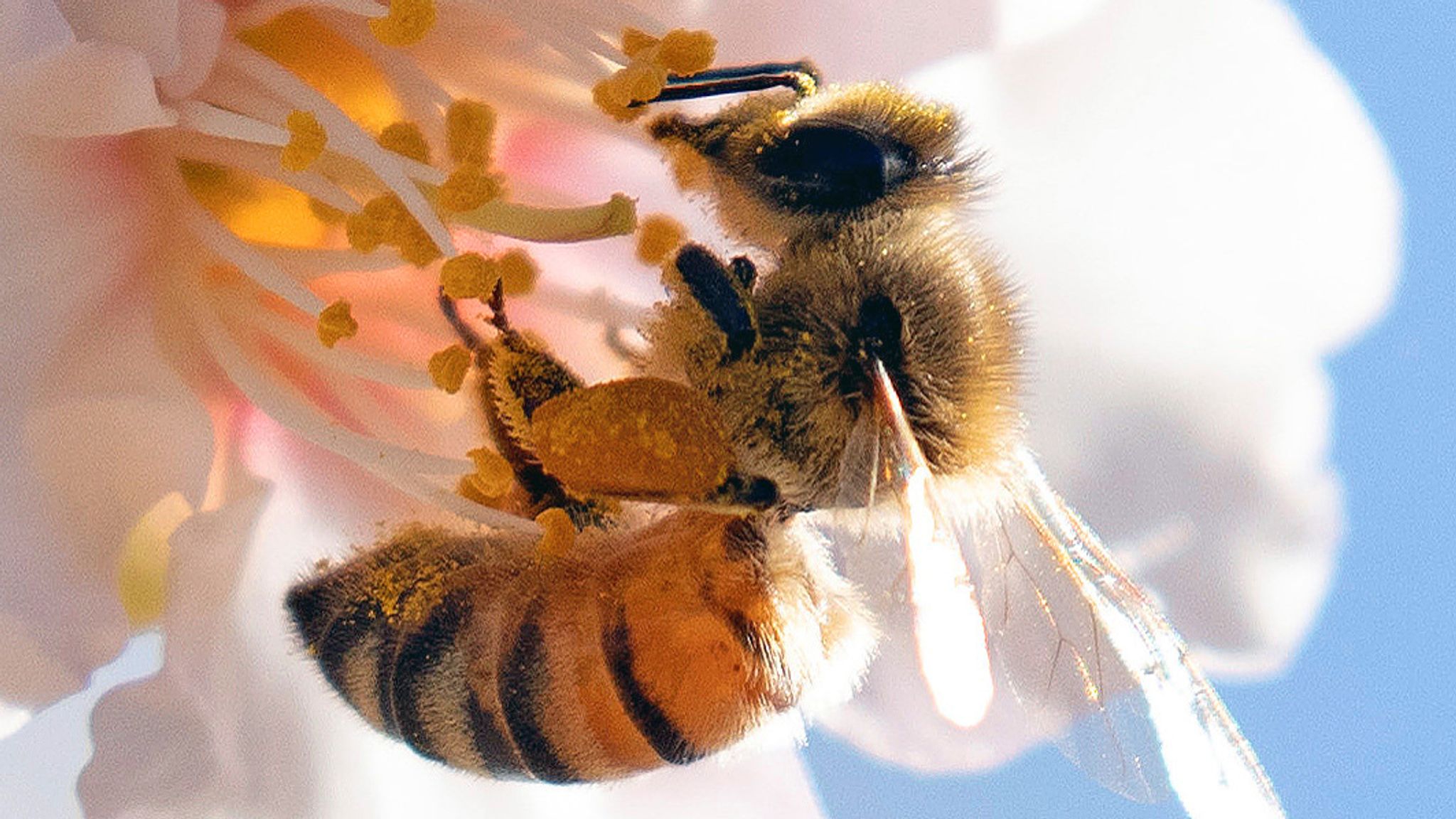 Пчела сегодня. Гифка летающая пчела.