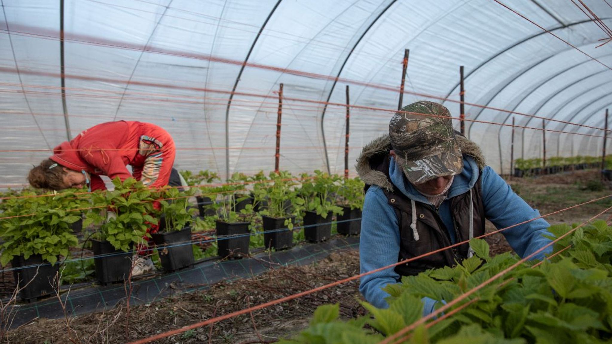 Coronavirus Furloughed workers to be encouraged to take fruit picking