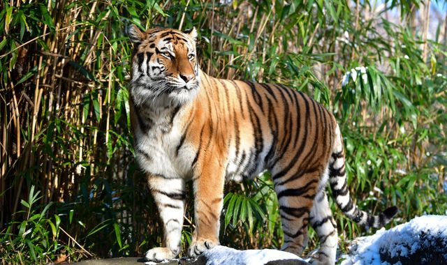Coronavirus: Tiger at New York's Bronx Zoo tests positive for COVID-19