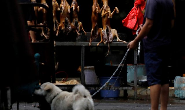 Coronavirus: China to reclassify dogs as pets rather than livestock in response to COVID-19 outbreak