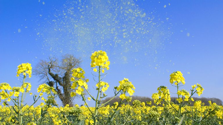 An image depicting the release of pollen into the air, a common problem of hay fever for millions of people around the world. The pollen is over emphasized to be seen.