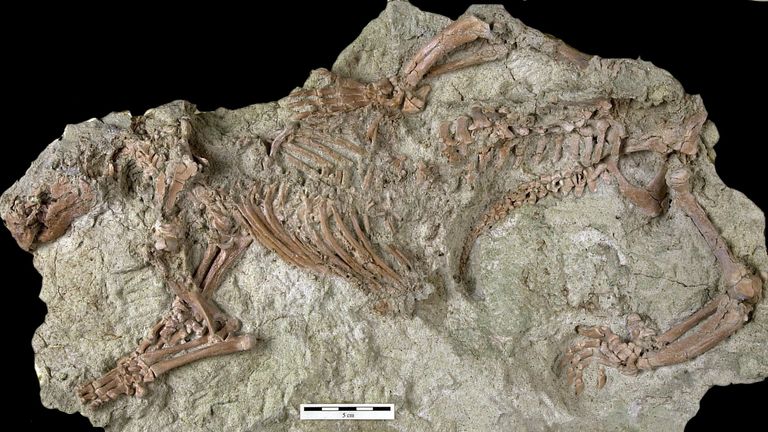 Skeleton of Adalatherium hui, a new gondwanatherian mammal from the Late Cretaceous of Madagascar, in sandstone matrix. Photographer – Marylou Stewart (deceased and therefore no e-mail address). Credit: Nature Research.