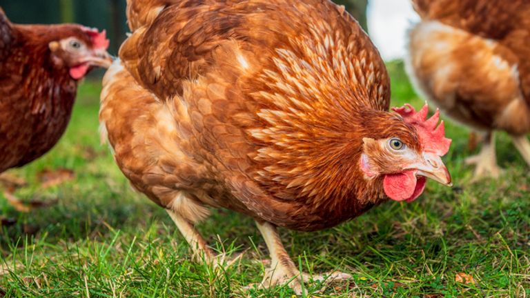 It&#39;s hoped the chicken poo will stop people from trying to gather in the city&#39;s park