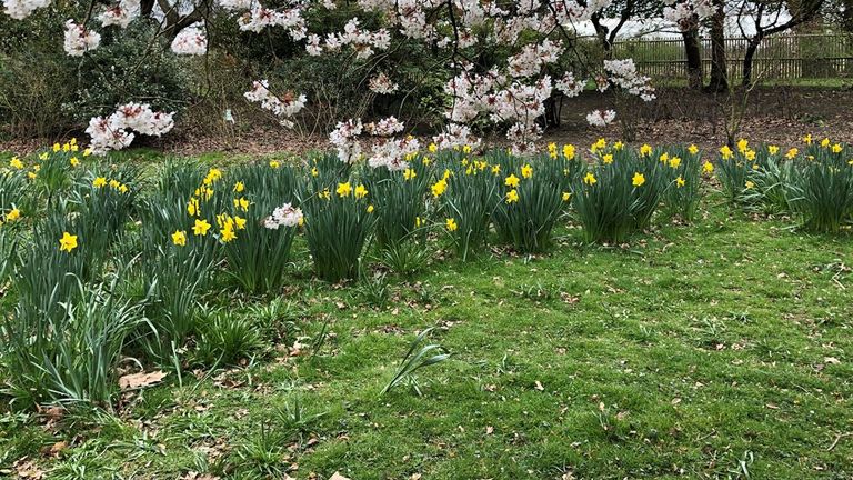 Spring blooms amid the gloom in Bushy Park