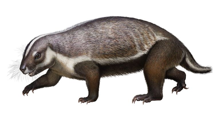 Life-like reconstruction of Adalatherium hui from the LateCretaceous of Madagascar. Credit: Denver Museum of Nature & Science/Andrey Atuchin.