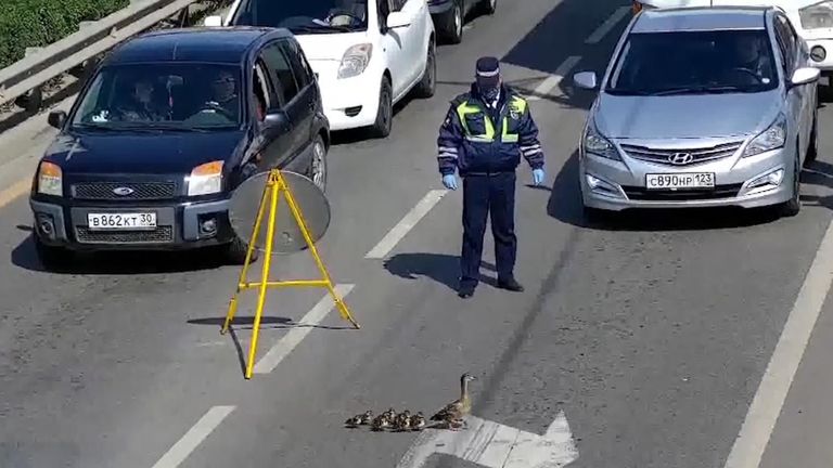 The ducks reportedly made it safely to their destination — a pond a few hundred meters away.