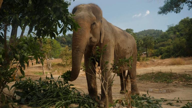 Why Thailand&#39;s elephants could be in danger