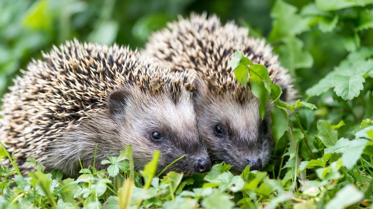 A pair of hedgehogs (file pick)