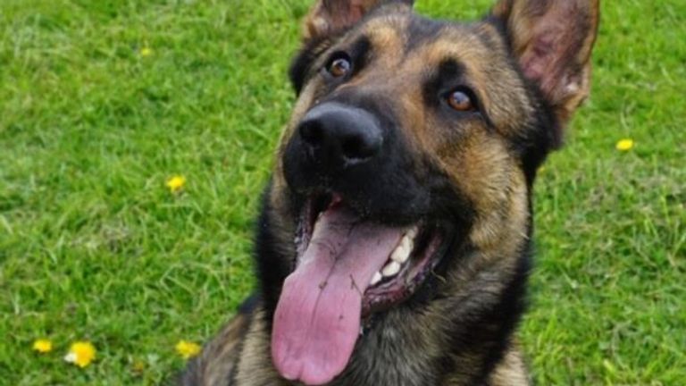 Four-year-old police dog Quantum has survived two serious attacks