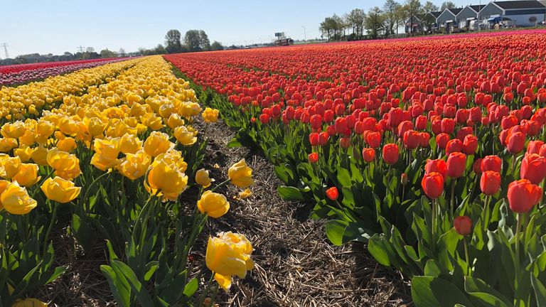 Henk van der Slot owns a tulip farm - but with events cancelled, he can't sell his flowers